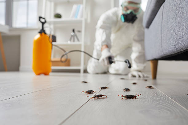 Commercial Kitchen Cockroach Control in Camdenton